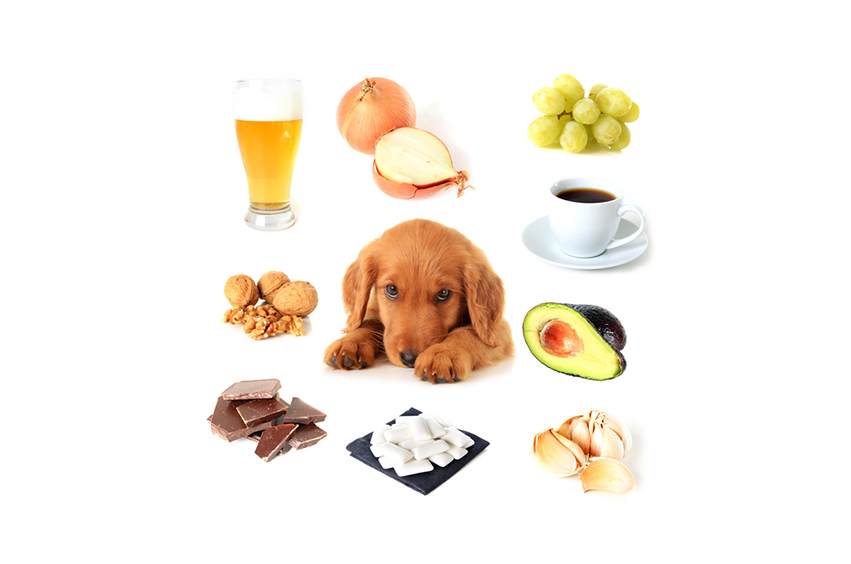 aliments-interdits-aux-chiens